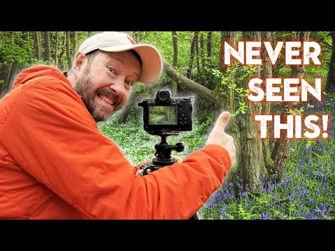 Photographing Spring woodlands with my 24-70mm lens