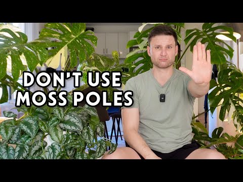 10 PLANTS THAT DON'T NEED A MOSS POLE