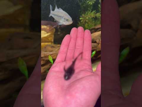 My BABY BASS got a FRIEND… (for now)