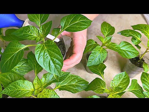 ПОЛИВАЙТЕ РАССАДУ ПЕРЦА ТОЛЬКО ТАК! НЕ ДЕЛАЙТЕ ЭТИХ ОШИБОК