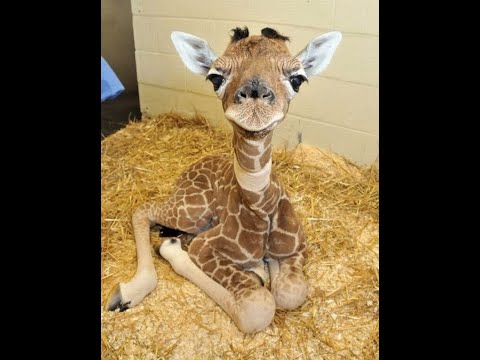 π The best funny animal videos to lift your spirits! π You'll laugh! πΊ