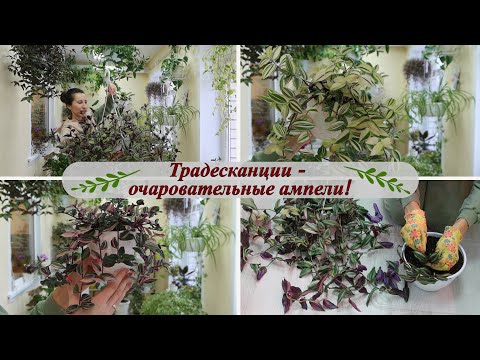 Традесканции - выращивание и черенкование. Обзор моих традесканций!