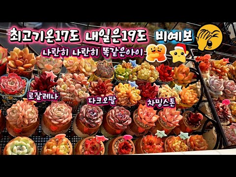 12.19💗The weather is so nice~ Wenbi news😂Same kid👭Side by side🥰🥰