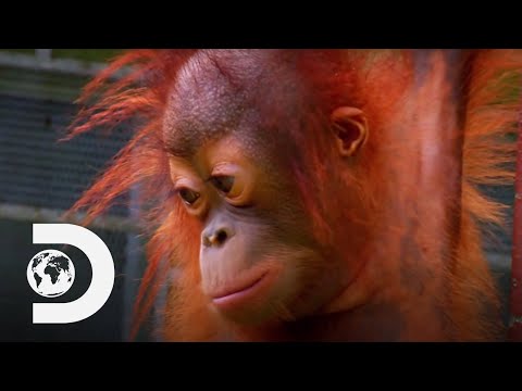 Sickly Baby Orangutan Cries The First Time He Goes On Ropes | Meet The Orangutans