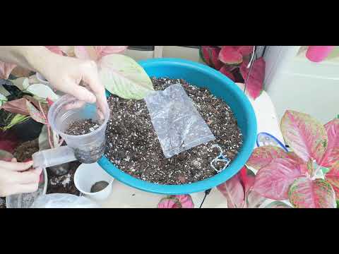 Аглаонемы. Черенкование. Говорим обо всем.