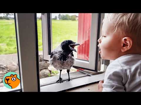 Wild Crow Knocks On Window To Play With His Baby Friend Every Day | Cuddle Buddies