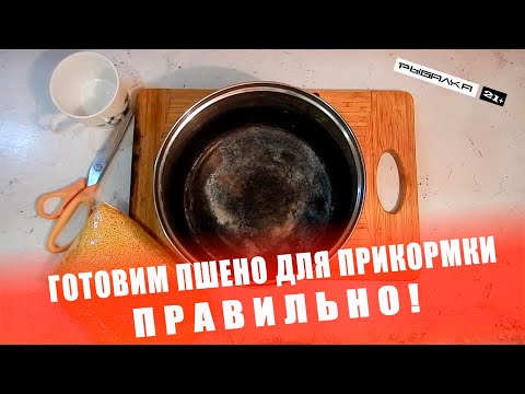 Готовим пшено для прикормки правильно | Пшено для рыбалки
