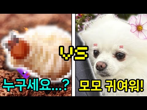 분명 귀여운 동물 월드컵인데 벌레가 왜 나와...? 심지어 모모가 졌다고!? ㅋㅋㅋㅋㅋㅋㅋ