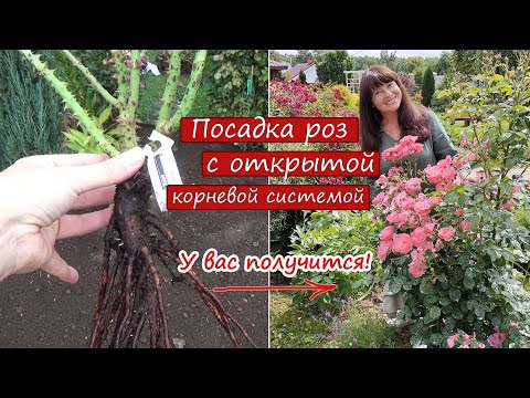 PLANTING ROSES. I'm planting bare-root roses from a package. Here's the result after two years!