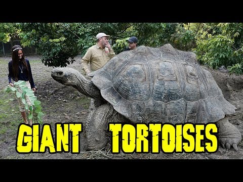 GIANT GALAPAGOS TORTOISES