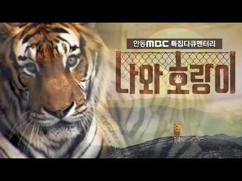 안동MBC 특집 다큐멘터리 나와 호랑이