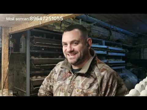 НЕ ЗАВОДИТЕ СЕЙЧАС ПЕРЕПЕЛОВ!       О новых законах и ценах😳😳😳 Обязательно к просмотру!!!