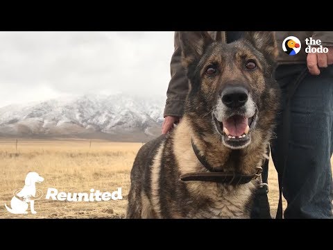 Military Dog Is SO Happy To Finally Be Home With His Dad | The Dodo Reunited