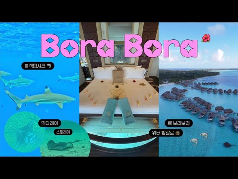 신혼여행 브이로그 ep.2 - 천국의 섬 보라보라🇵🇫 르보라보라 바이 펄 리조트🏝️ 샤크 앤 레이 투어🦈 블랙팁 샤크랑 수영하기, 스노클링, 오버 워터 방갈로 룸투어🛖 기념품 쇼핑