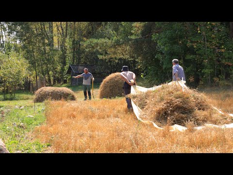Simple Village Life. Traditional haymaking in the village. New wooden walls