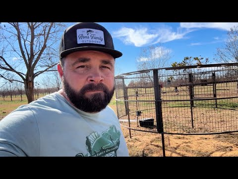 Pigs are Destroying the Pecan Farm!