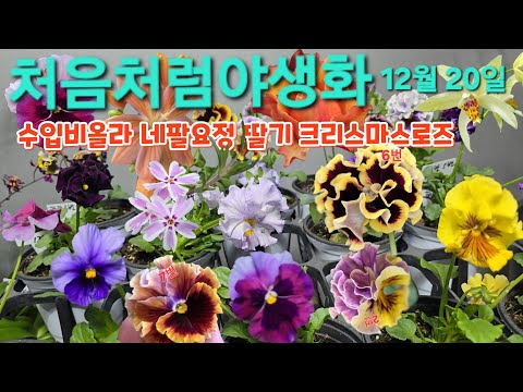 #수입겹비올라 #네팔요정  #향장미  #파피오난 #긴기아난 #운용벗나무 #동백 #앵초 #처음처럼야생화 