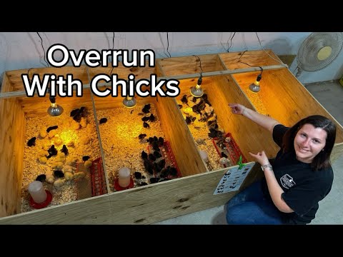 Our Chicken Hatchery | Behind The Scenes!