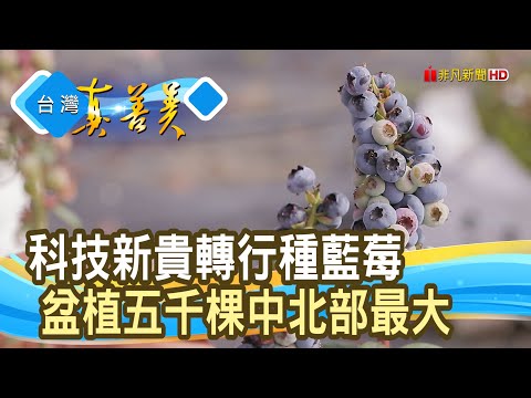 勇闖“藍”海的“台灣藍莓”｜呼密藍莓農場｜【台灣真善美】2025.03.16