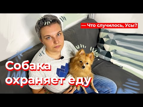 Что случилось, Усы? Собака охраняет еду
