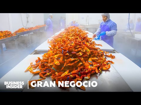 Maine Atrapa $1 Mil Millones de Langostas al Año. ¿Pero Está Eso en Riesgo? | Insider Español