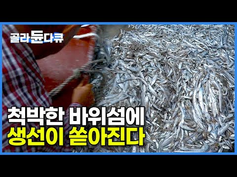 사람 발 디딜 곳도 없는 척박하고 작은 바위섬인데 이 생선 하나 만큼은 전국 최상급!┃20명의 주민들이 작은 섬을 떠날 수 없는 이유┃멸치섬 슬도의 하루┃한국기행┃#골라듄다큐