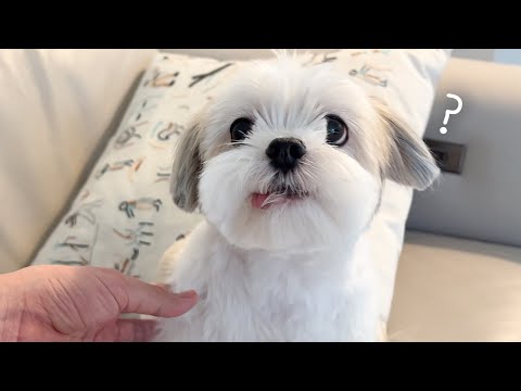 재롱이랑 같은 미용실에 갔더니..