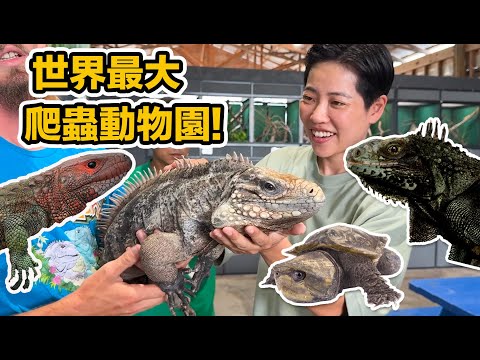 超過250種爬蟲!150種烏龜!世界珍稀瀕危物種!美國爬蟲大神創立 Iguana Land!
