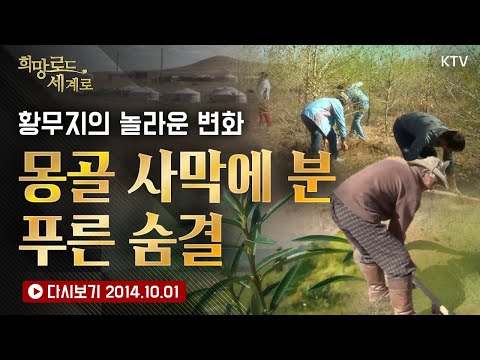 몽골 사막을 푸른 숲으로! 황무지에 생명의 숨 불어넣는 K-녹색 전사들｜푸른 몽골로 재탄생하는 기적의 현장! 황무지가 숲으로 변할 때까지 나무 심는 한국인들의 열정 스토리