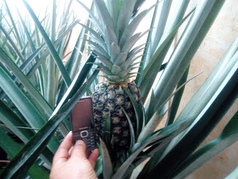 Pineapple on the windowsill. Reply to a subscriber.