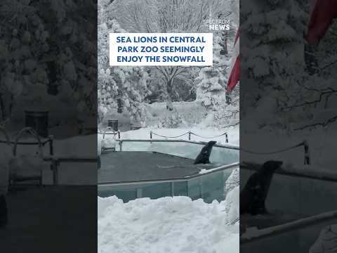 Sea Lions in Central Park Zoo seemingly enjoy the snowfall