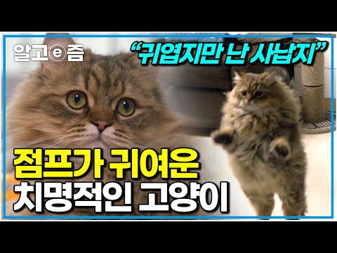 "원하는 대로 다 해줬어요 하지만" 급발진해서 입질까지 하는 고양이, 문제투성이 반려묘의 행동 어떻게 해야 하나요｜고양이를 부탁해｜알고e즘