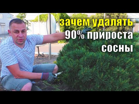 How to maintain the growth of a pine tree Pinching a pine tree Shaping a pine tree Pruning a pine...