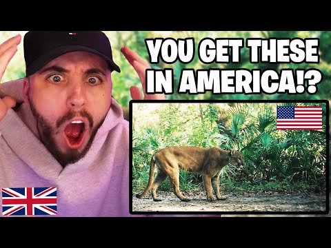 Brit Reacts to Animals Only Found in America!