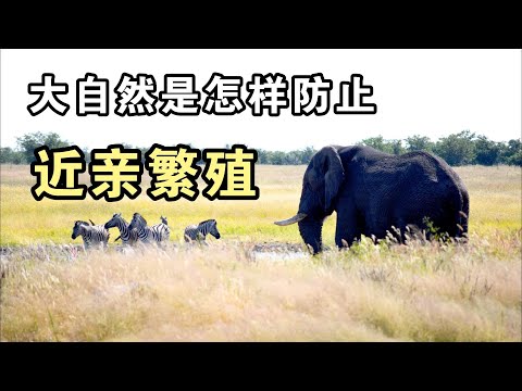 大自然是怎样防止近亲繁殖