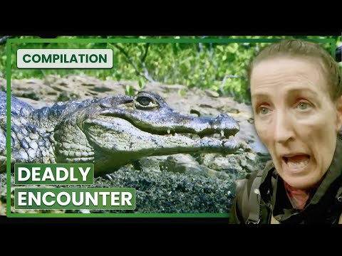 British Women Face Giant Crocodile on Pacific Island