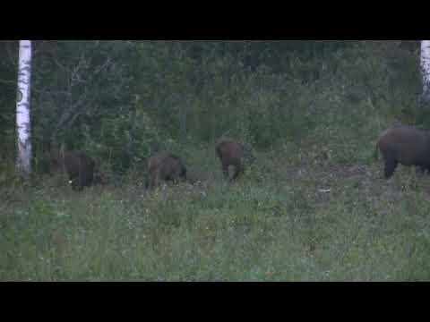 ОХОТА НА КАБАНА С ВЫШКИ . КАБАНЫ , ОЛЕНИ КРУГОМ ЖЕСТЬ . НОВЫЙ ПРИЦЕЛ VEKTOR OPTICZ 3*12*56. 2 ДНЯ .