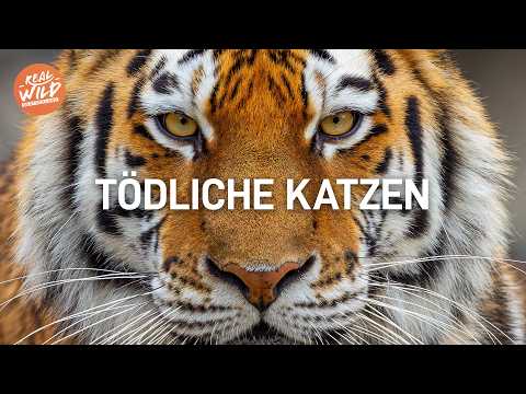 Die gefährlichsten RAUBKATZEN der Welt hautnah | XXL Doku