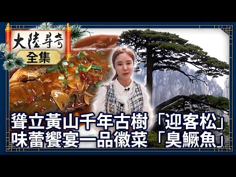 《完整版》聳立黃山千年古樹「迎客松」 味蕾饗宴一品徽菜「臭鱖魚」【@ctvchinatvEP1878】#文化C遊記 #城市新象