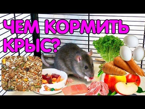 Чем кормить крысу? Кормление декоративных крыс