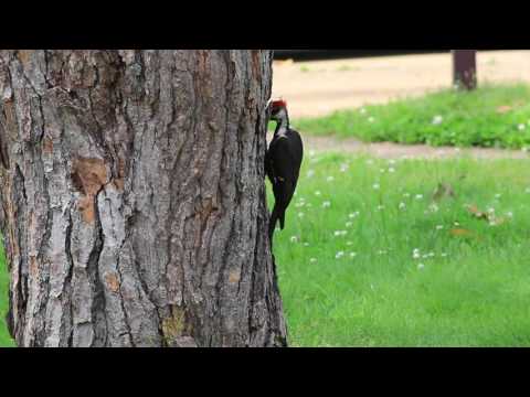 Woody Woodpecker