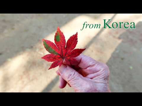 I just got back from Korea 2025 – Lots of Korean food and more | Part 1