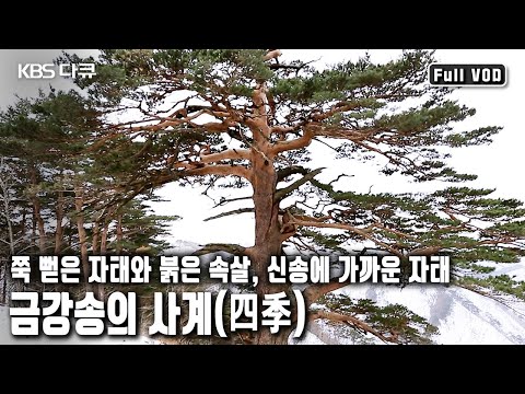 An area eight times the size of Yeouido, home to 80,000 200-year-old pine trees. These pine trees...