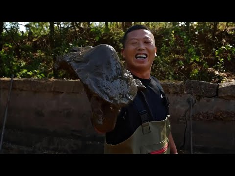 花6800包下一口30年没干的老甲鱼塘,看看里面到底有多少鱼#户外 #捕鱼 #三农 #农村生活 #捉鱼 #catchingfish #fishing #outdoor#rurallife