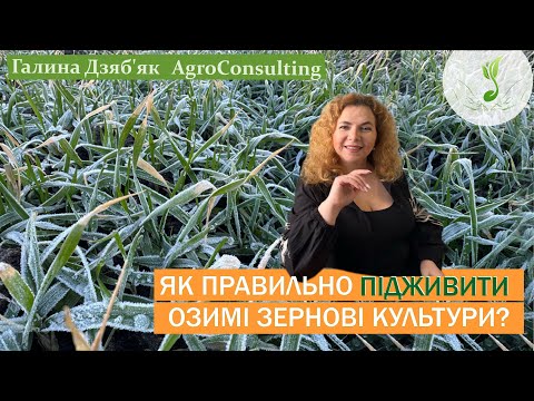 Мета підживлення озимих зернових, в які фази розвитку рослин, які форми азоту, комплексний підхід