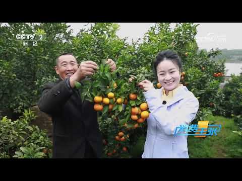 《消费主张》 20251211 冬季水果消费调查：柑橘这么多，你该怎么挑？ |  财经风云