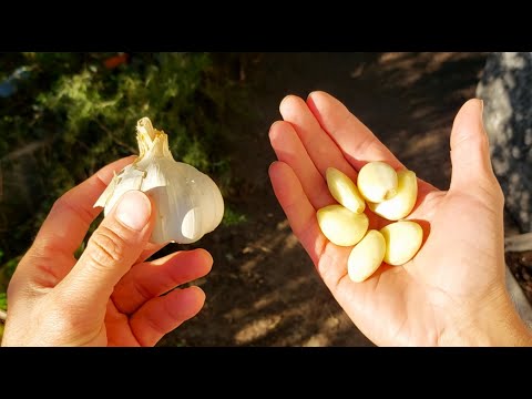 GARLIC: here's HOW TO STORE IT to have it FRESH AND ENDLESS ALL YEAR ROUND, 2 GENIUS AND EASY TRICKS