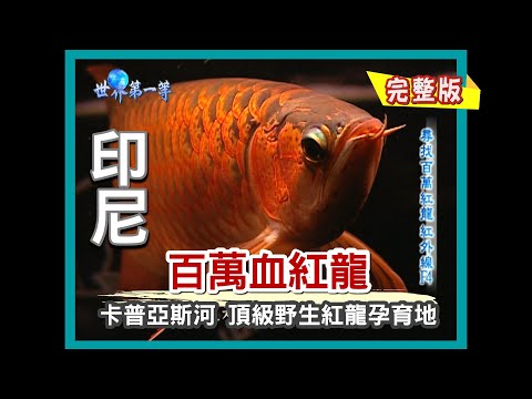 【印尼加里曼丹】勇渡卡江 尋找百萬血紅龍魚（雅加達蛇王 三蛇三鞭無敵大力丸）｜《世界第一等》58集小馬完整版