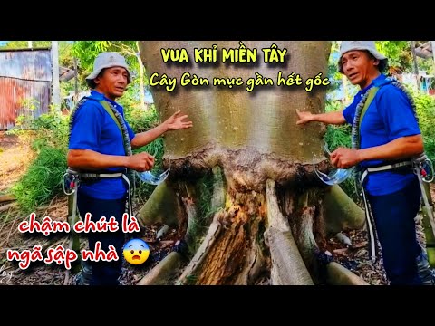Chấn Động! Vua Khỉ Nói Chậm Một Chút Nữa Là Cây Ngã Sập Nhà Chủ Nhà Trả Bao Nhiêu Để Cưa Cây Này