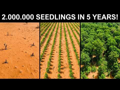 Nigeria Is Beating Desertification Without Machines — Nobody Expected This